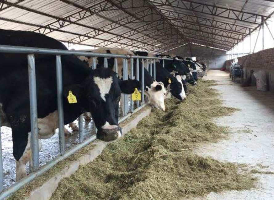 奶牛如何选择牧草