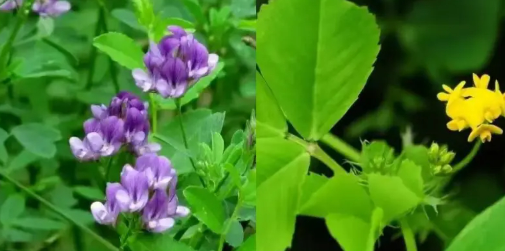 我国地大物博，但一种小小的牧草，却被美国长期&ldquo;卡脖子&rdquo;